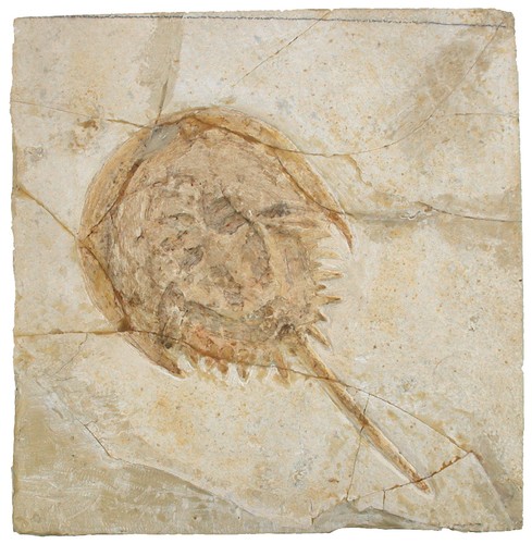Malm mesolimulus walchi cancro - malm,