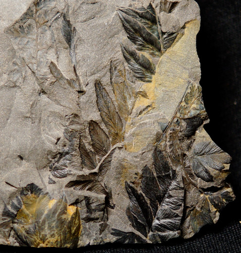 Pianta carbonifera rampicante