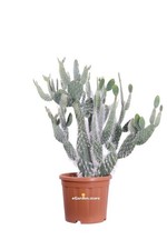 Pianta di Fico d'India Orso