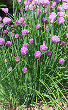 Semi di porro reciso, tubo fine, perenne/Allium schoenoprasum/ca. 100 semi BIO