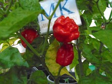 NUMEX SUAVE RED ,Capsicum