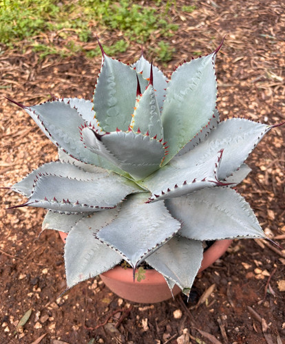 Agave pygmaea dragon toes - agave, 'dragon