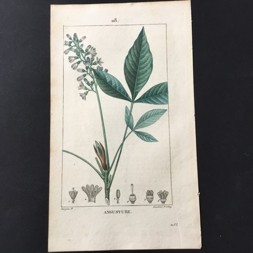 Incisione botanica xix secolo - incisione,
