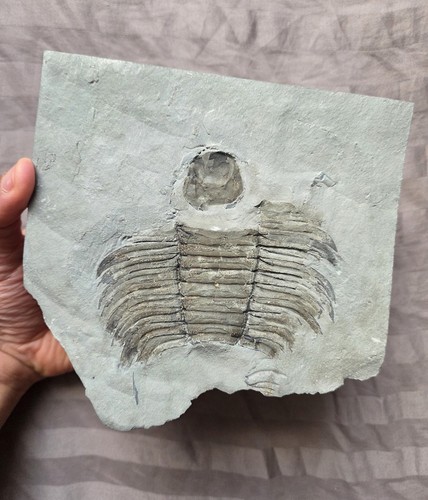 Rarissimo arctinurus boltoni - rarissimo,