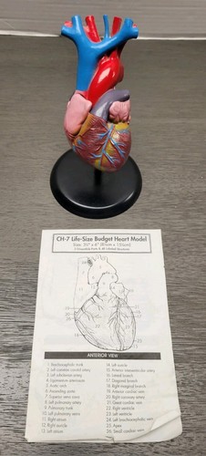 Raro modello cuore umano - raro,