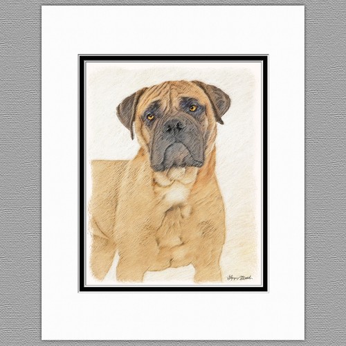 Cane corso mastiff dog - cane,