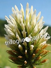 Semi Di Trifoglio Sgarroso