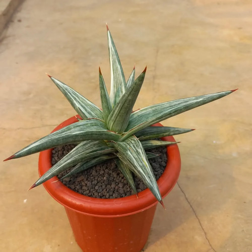 Sansevieria allnight star - sansevieria,