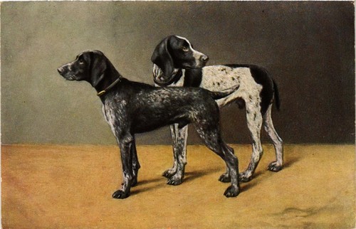 Cpa deutsch kurzhaar - ak, dogs