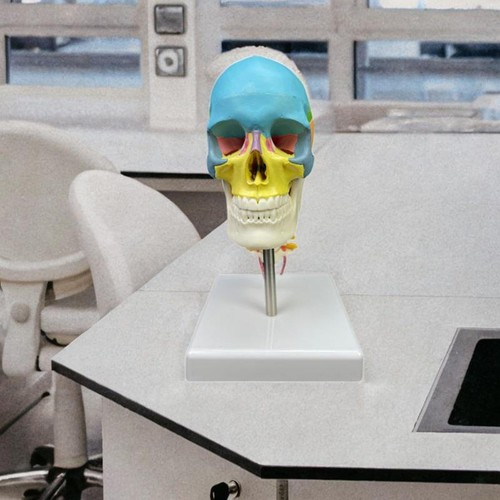 Modello cranio umano - cranio,
