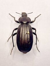 Entomology Taxidermy : Carabidae Ssp, 30mm+/-. A1
