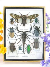 Pezzo unico - Veri insetti