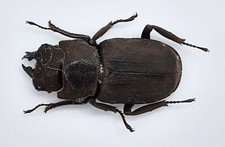 Lucanidae gnaphaloryx opacus - lucanidae,,