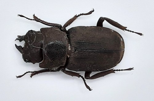 Lucanidae gnaphaloryx opacus - lucanidae,,