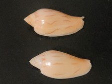 Conchiglia Shell Voluta AMORIA MOLLERI  f. REDUCTA  set 2 pezzi mm 49,7 - 47,9