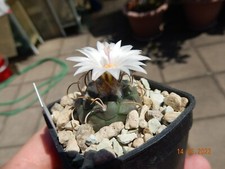 10 semi/semi Turbinicarpus