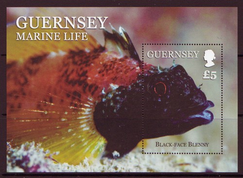 Guernsey 2013 marine life - marine,