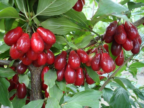 Corniolo cornus mas pianta - corniolo,