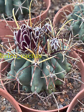 Rara pianta succulenta Sclerocactus uncinatus decorazione giardino boutique radice propria