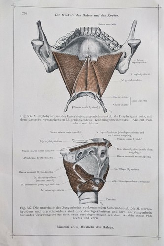 Stampa anatomica tedesca 1911 - anatomica,