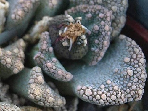 Titanopsis calcarea 15 semi - calcarea,