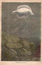 Stampa antica CARAVELLA