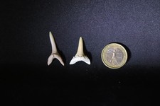 Fossil shark teeth couple, coppia denti squalo fossile, STRIATOLAMIA macrota