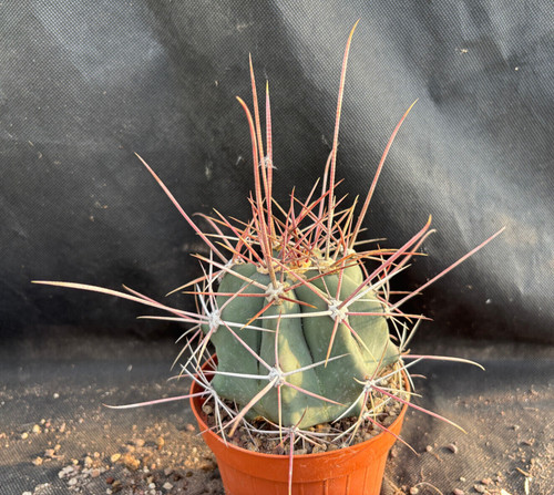 Ferocactus rectispinus - ferocactus,