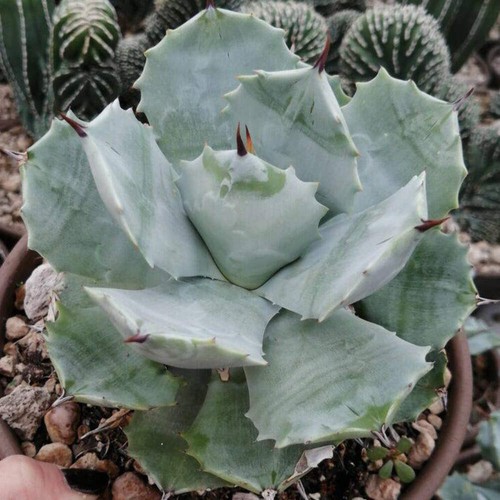 Agave potatorum shoji - potatorum, cv.