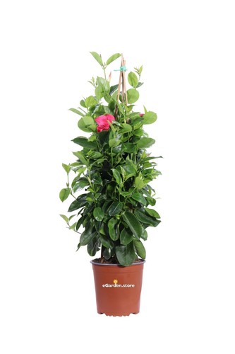 Pianta dipladenia sanderi - pianta, di