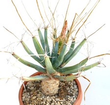 Leuchtenbergia principis RADICI PROPRIE MOLTO ANTICHE (ex collezione privata) - Agave cact
