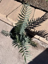 Encephalartos Trispinosus 5