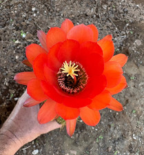 T.CEREUS HUASCHA - CACTUS -