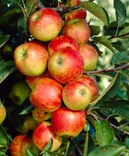 MELO ELSTAR NANO IN VASO 20CM piante da frutto nane vaso