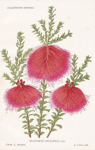 Callistemon citrinus australia - callistemon,