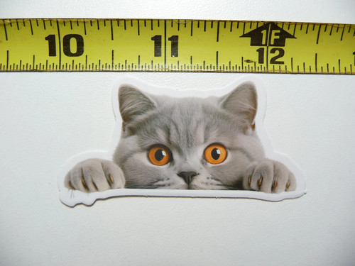 Peeking british shorthair - peeking,