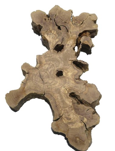 Ceppo legno radicale di - di,