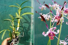 Dendrobium Milo x lasianthera, orchidée, Orchid