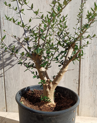 Prebonsai bonsai olovastro - bonsai,