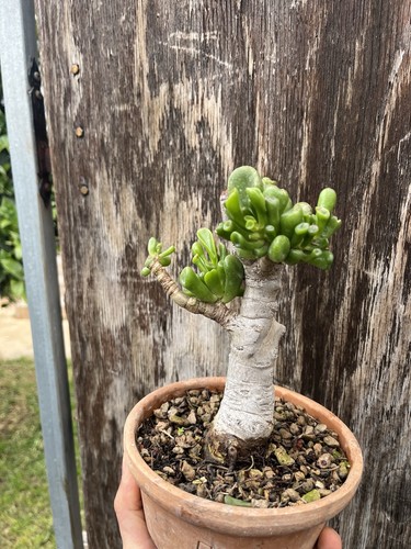 Bonsai crassula ovata hobbit - crassula,