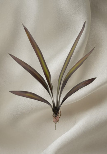 Cymbidium foglia orchidea x - di,