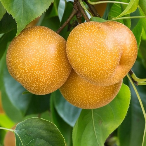 Pianta frutto pero nashi - pianta,
