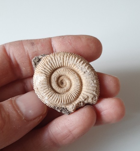 Bellissima ammonite - bellissima,