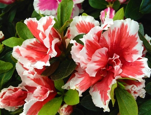 Mardi gras azalea - ~~mardi, gras~~azalea