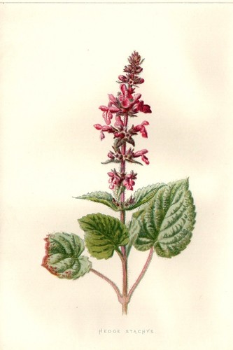 1890 erba strega - erba, antica