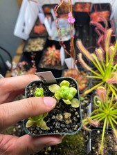 pinguicula marciano (1+ in)