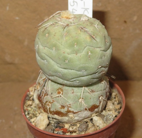 Tephrocactus geometricus