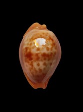 Shell conchiglia cypraea - conchiglia,
