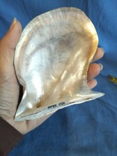 Conchiglia Naturale Grezza