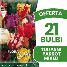BULBI AUTUNNALI OFFERTA 21 BULBI TULIPANO PARROT MIX DI COLORI BULBS BULBES
